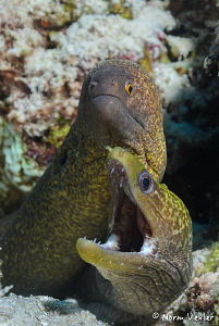 Moray Eels in the Maldives. by Norm Vexler 